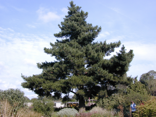 Accoya hout Eden BV